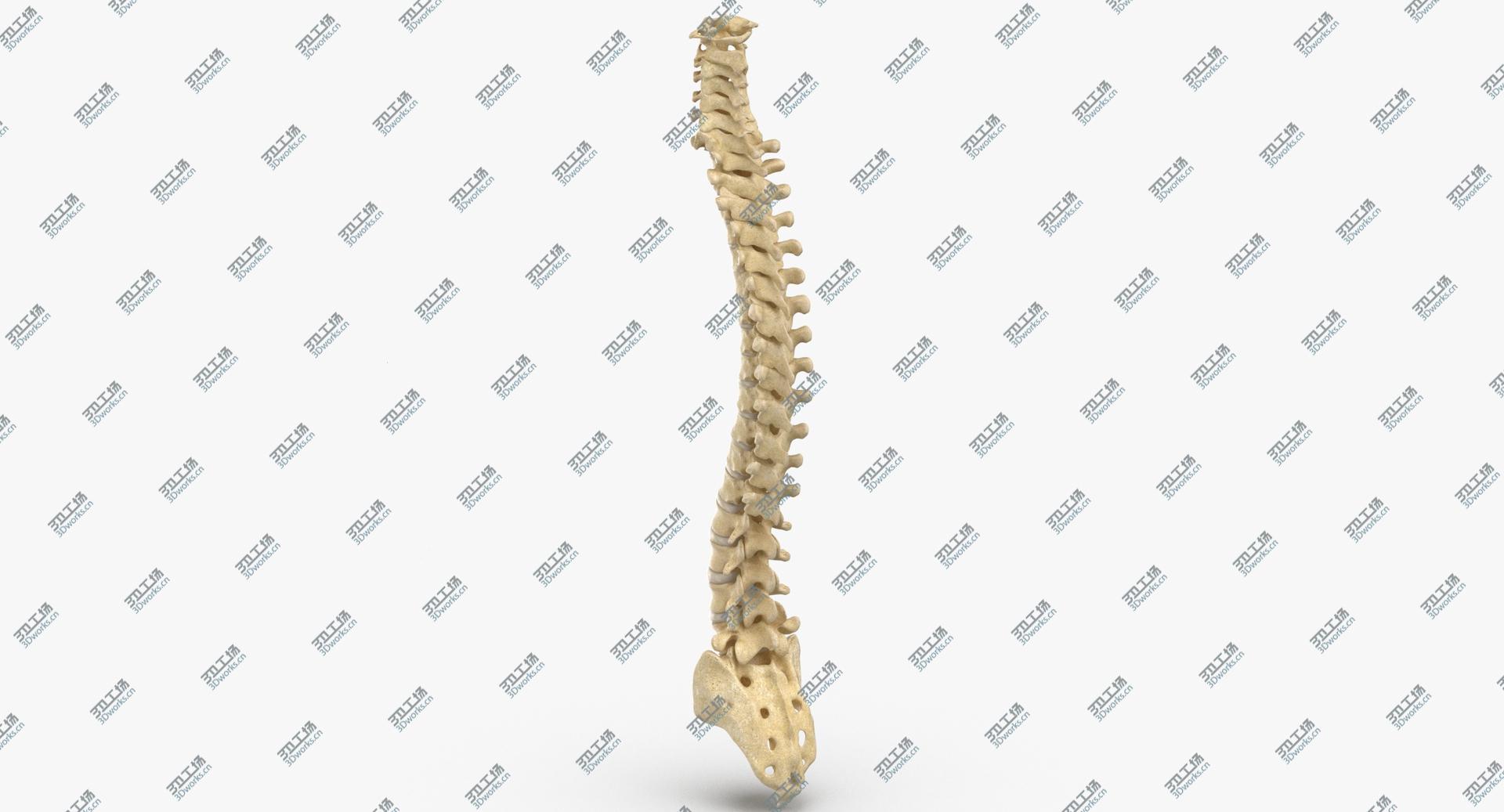 images/goods_img/202104021/3D Human Spine Bones Anatomy With Intervertibral Disks 01/3.jpg